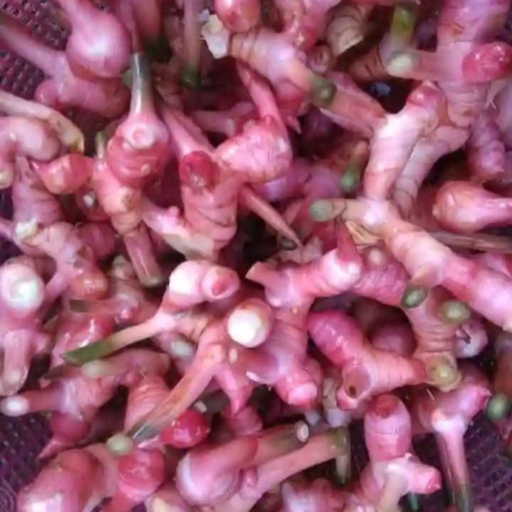 

Laos | lengkuas merah 1kg