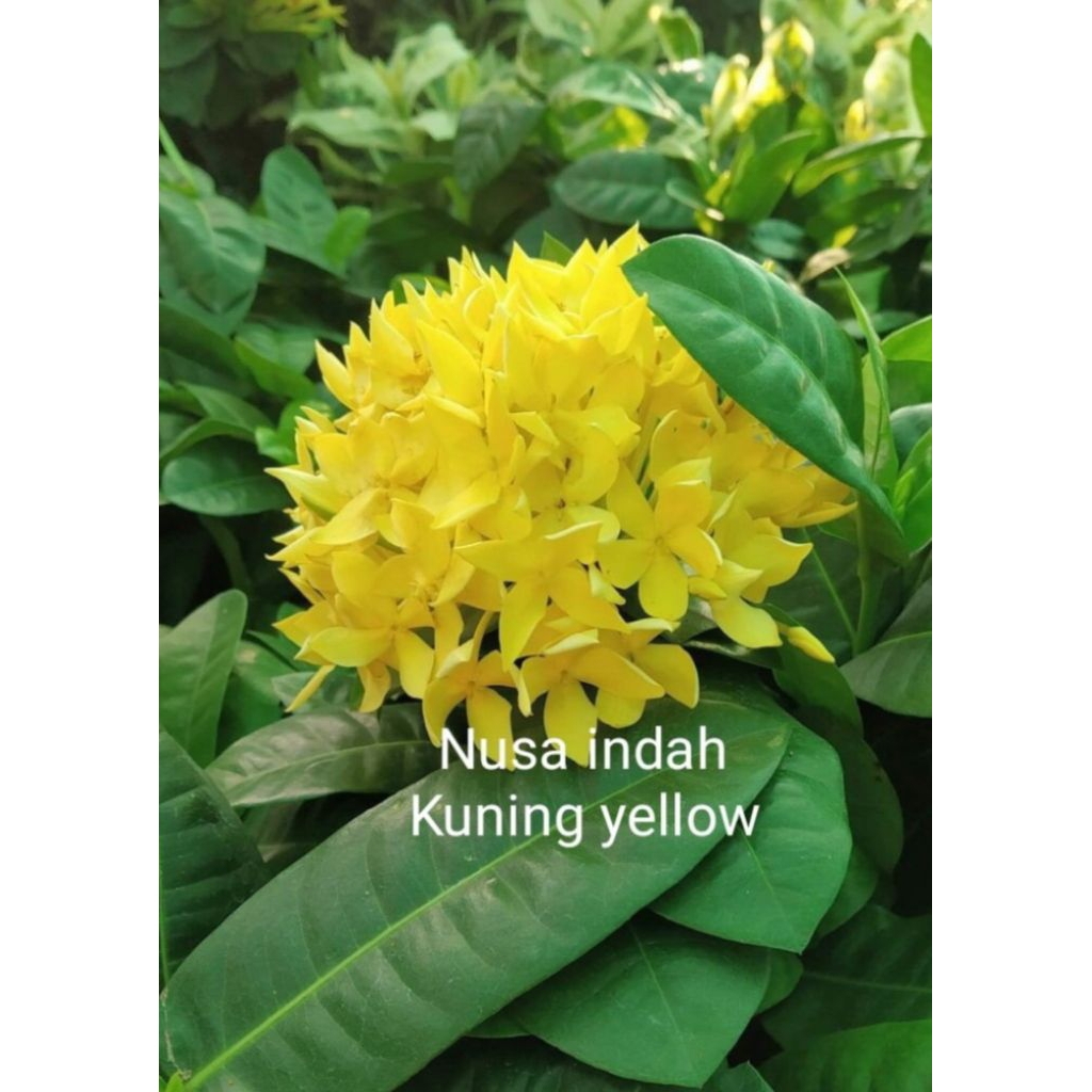 Tanaman hias bunga Nusa indah kuning yellow