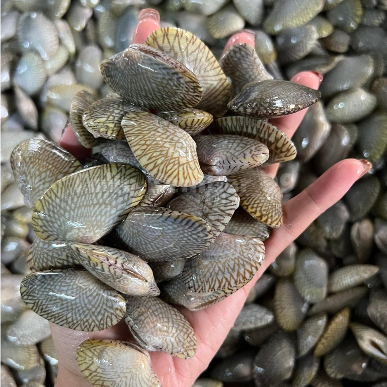 

Kerang Batik Segar Kerang Batik 1Kg