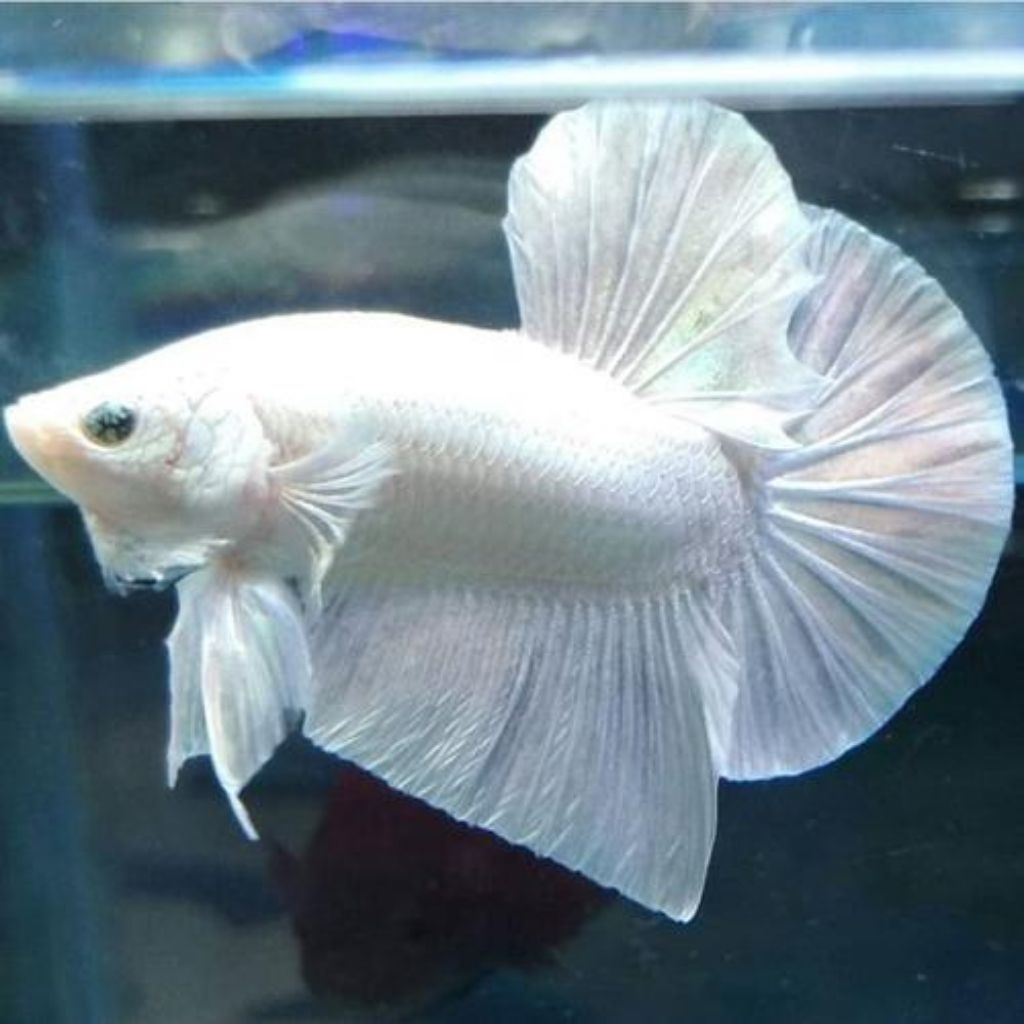 IKAN CUPANG PK PLATUNUM  ISI 3 REAL PICK UK L