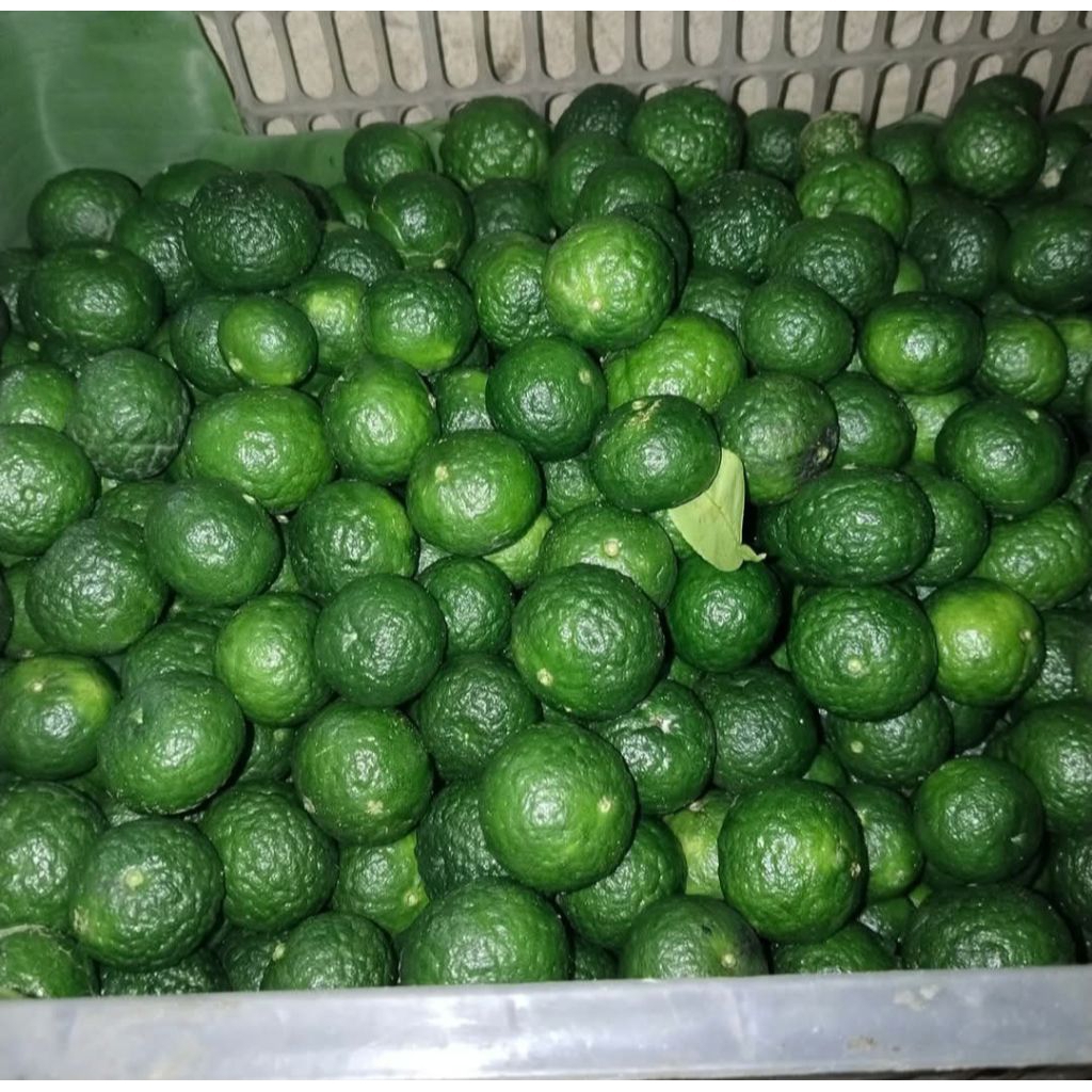 

Jeruk Limo | Jeruk Sambal segar