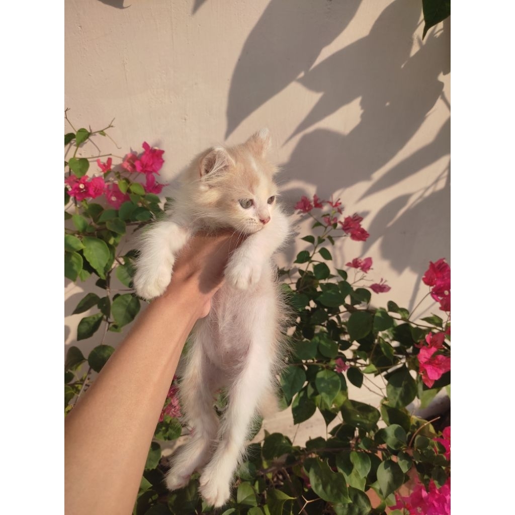 KUCING persia medium umur 2 bulan