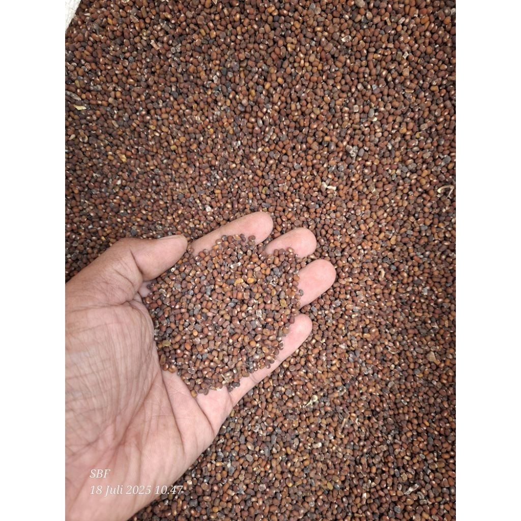 benih purarea javanica (pj ) benih super, benih baru kemasan 5 kg