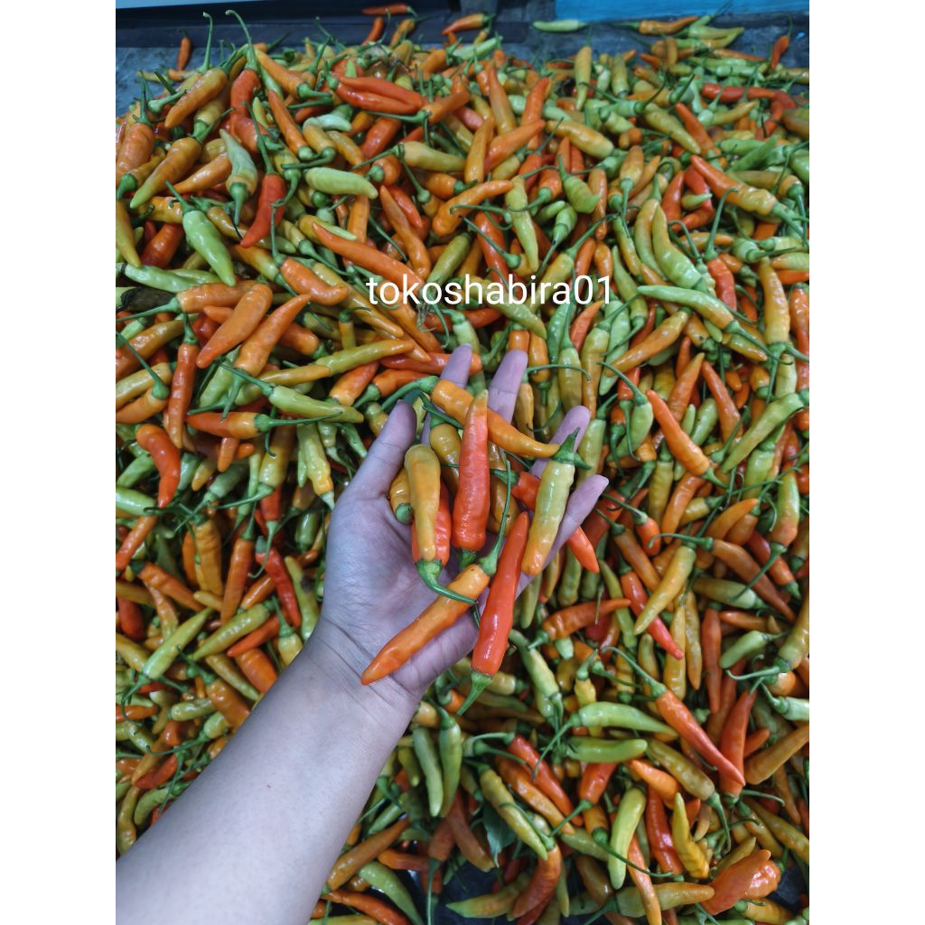 

CABE CABAI RAWIT MERAH TERMURAH ORI 1KG FRESH PETIK BARU