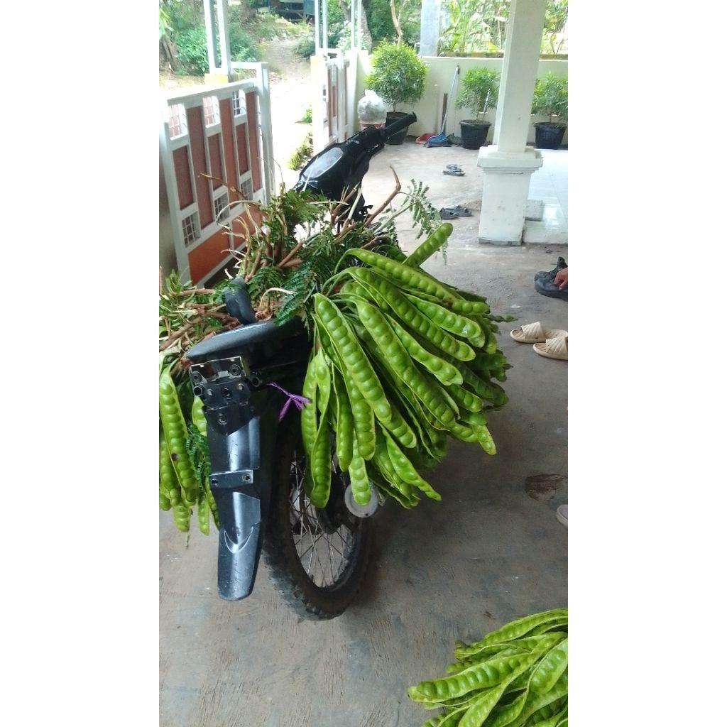 

pete padi baru petik fresh per 5 biji lojor atau papan