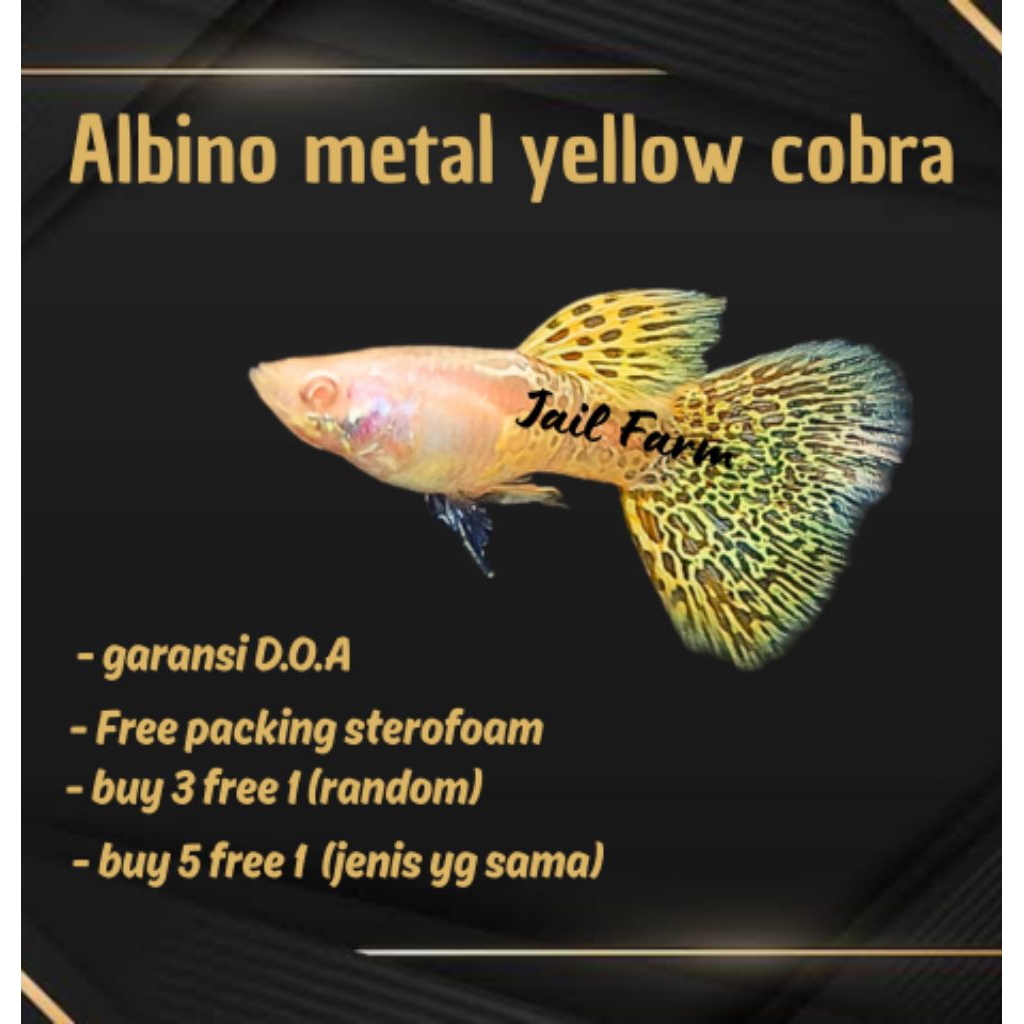 

FREE XTRA PACKING - MET4L AYC