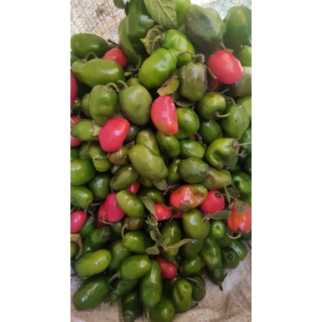 

cabai gendot 500 gram dieng