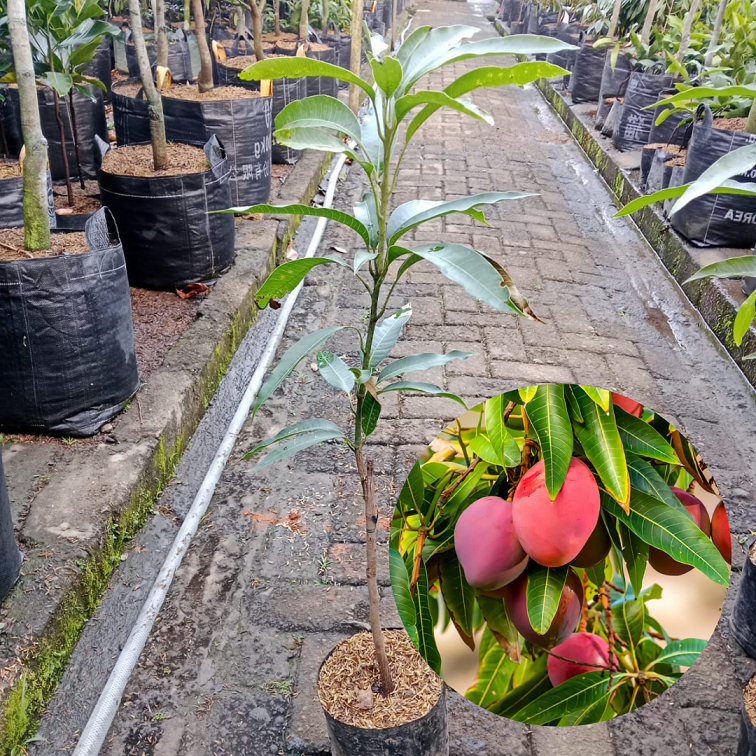 Bibit Buah Mangga Miyazaki | Buah Mangga |Bibit Buah