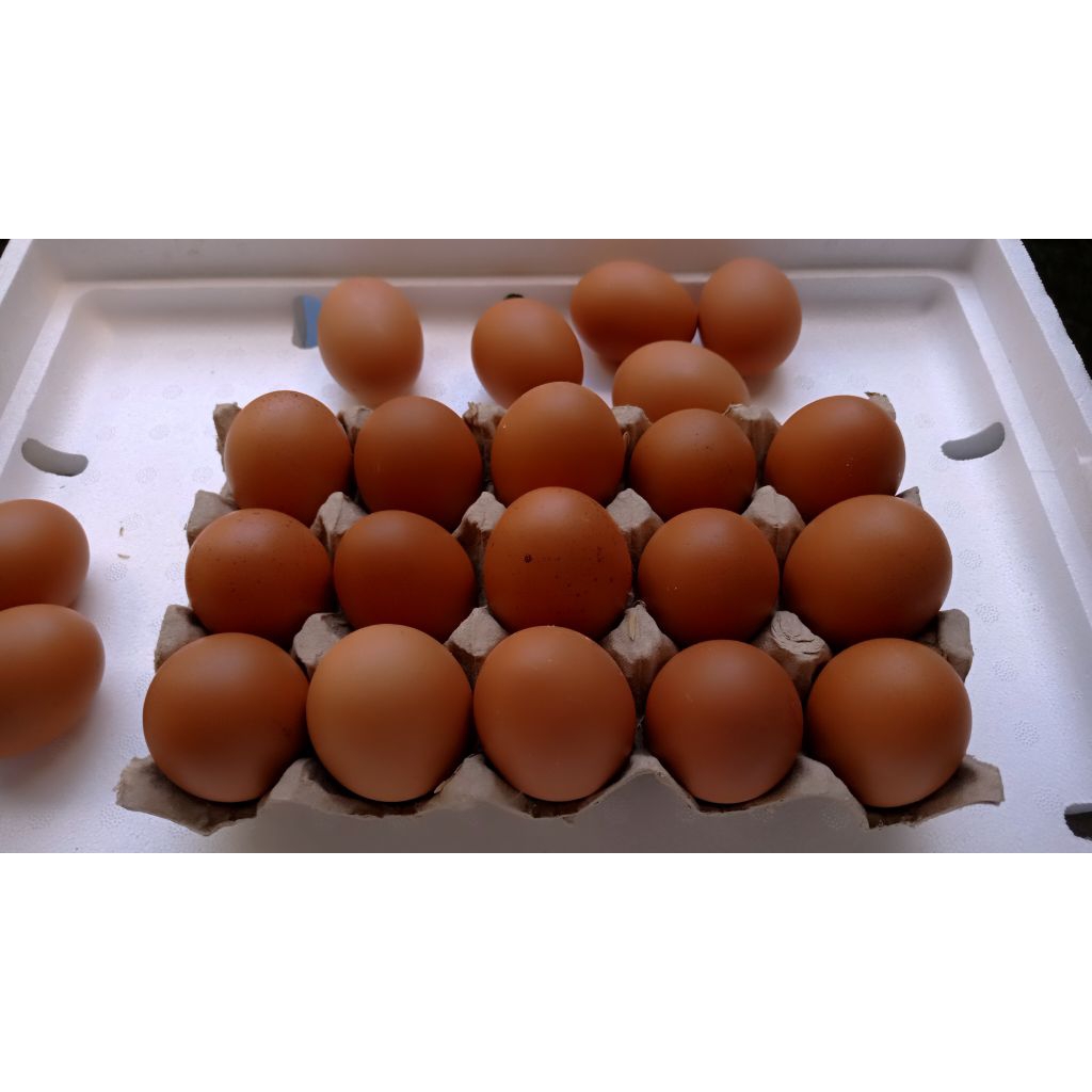 

Telur Ayam konsumsi,Telur Ayam mentah.Telur Ayam segar