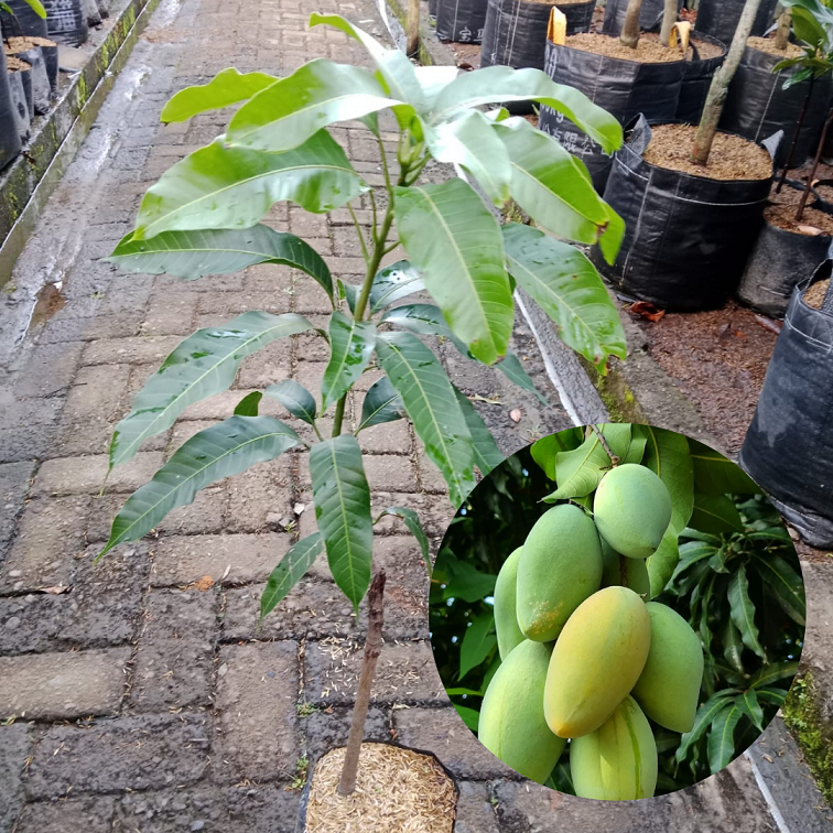 Bibit Buah Mangga Okyong |Buah Mangga |Bibit Buah