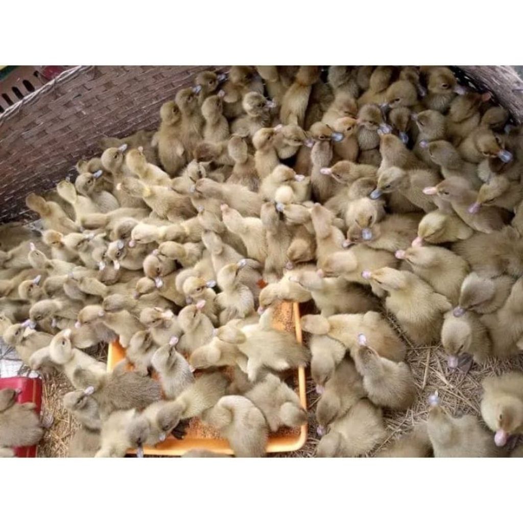 Dod bebek Petelur betina Asli Mojosari beli 13 free 1 ekor