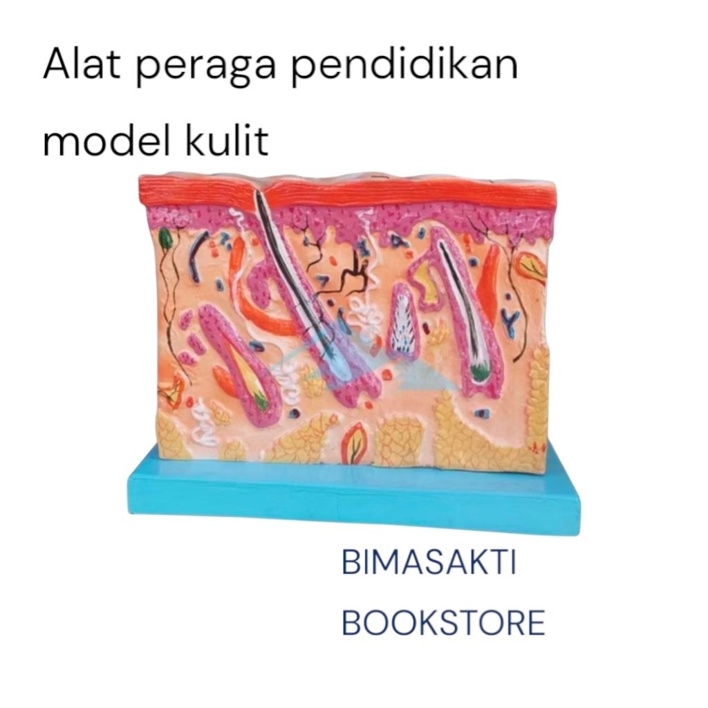 

Alat peraga pendidikan model kulit torso model kulit