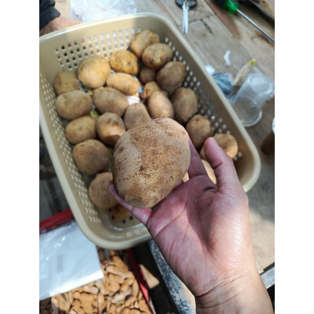 

Kentang Super Dieng, Harga Per 1kg Fress