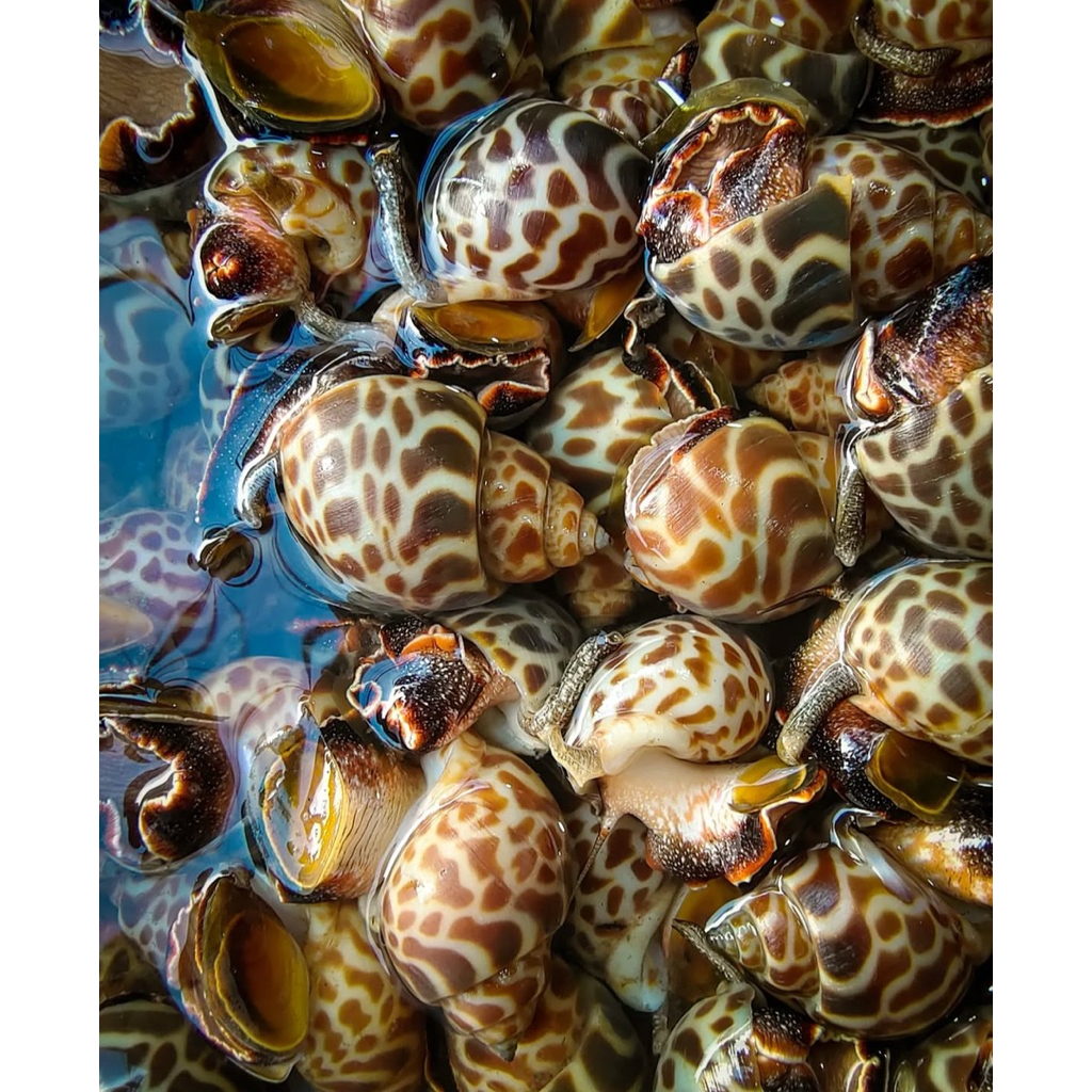 

Kerang macan / keong macan