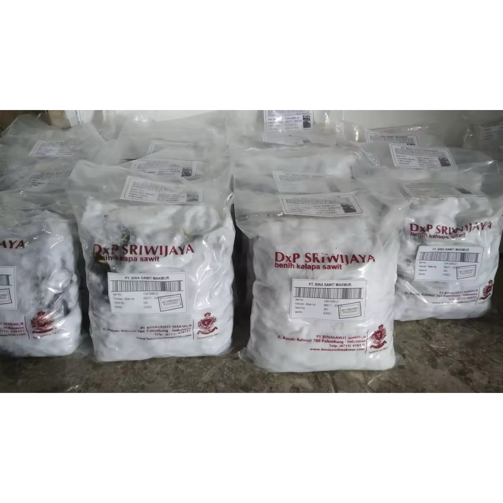 kecambah bibit sawit sriwijaya 5 unggulan