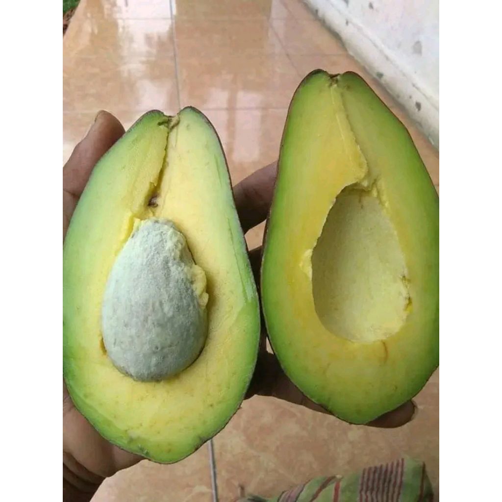 

ALPUKAT MENTEGA 1KG GRAD A SUPER