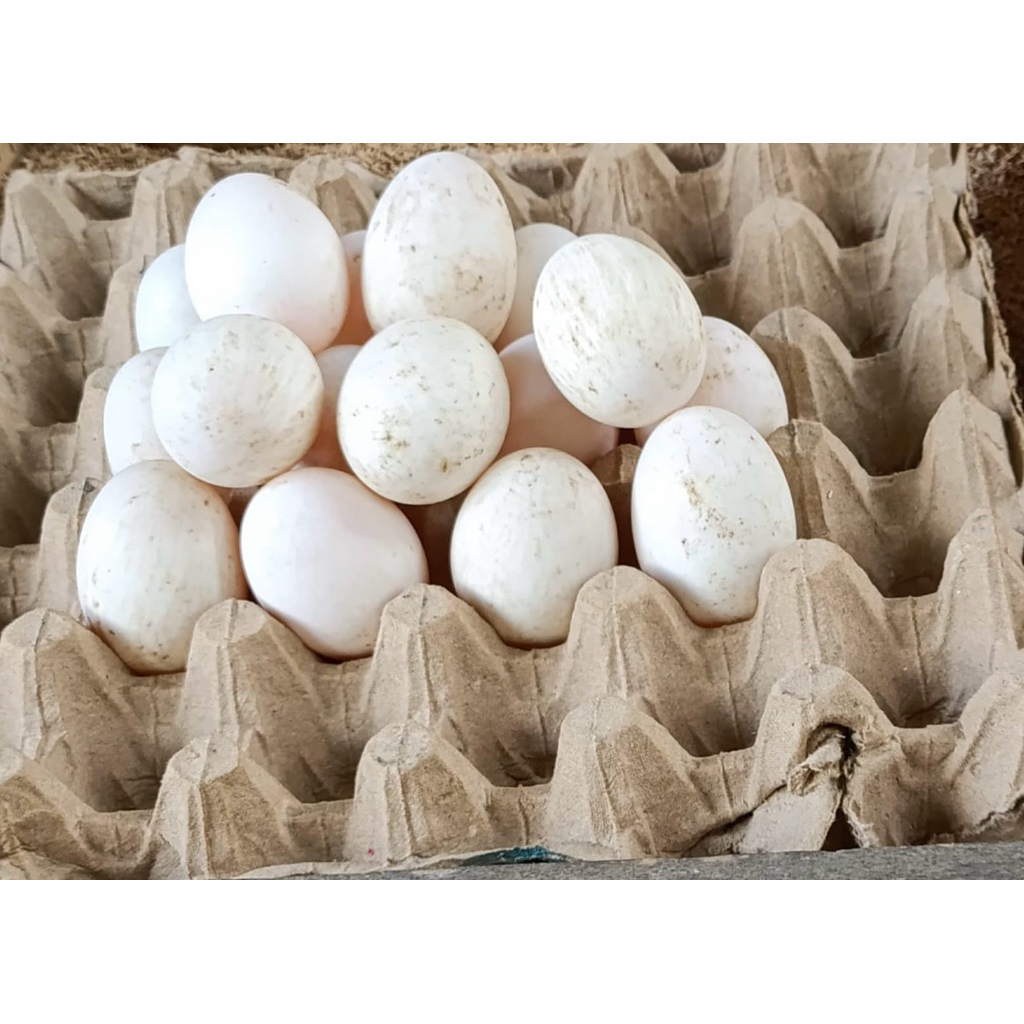 

Telur Bebek Omega 3 Isi 10 Atau 30 Butir Ukuran Kecil Asli Dari Medan Warna Kulit Putih