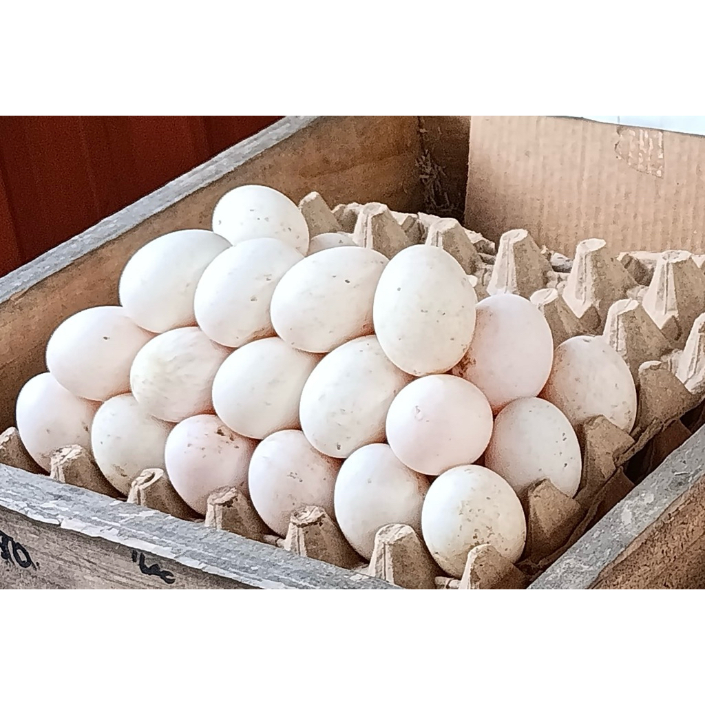 

Telur Bebek Omega 3 Isi 10 Atau 30 Butir Ukuran Besar Kulit Warna Putih