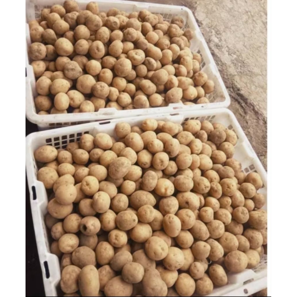 

baby kentang 1kg pilihan bppn