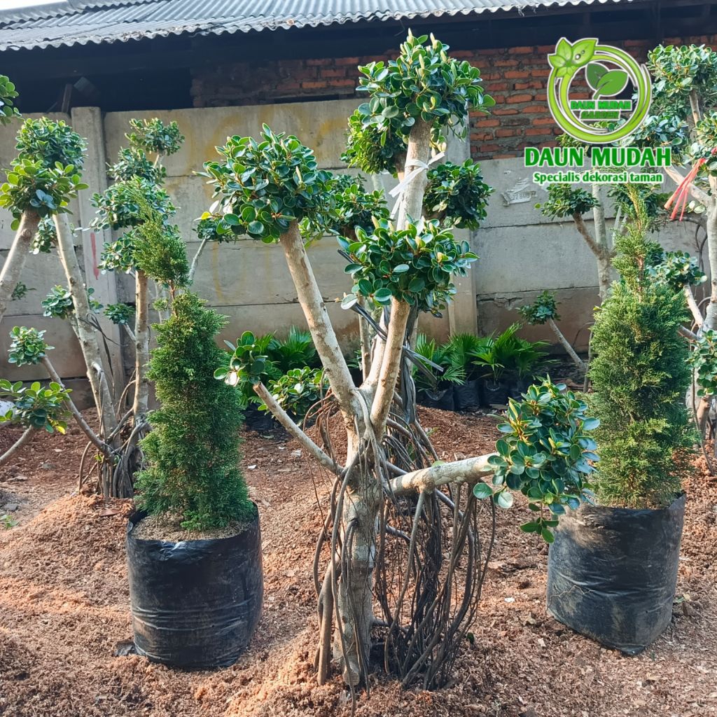 tanaman hias pohon bonsai dolar mikro / bonsai beringin dolar