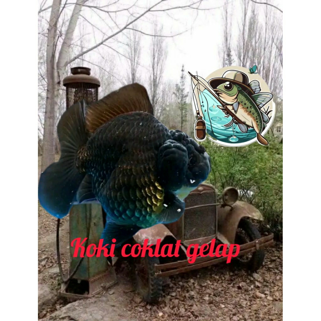 

Si mas oki coklat gelap jambul Joss isi 3