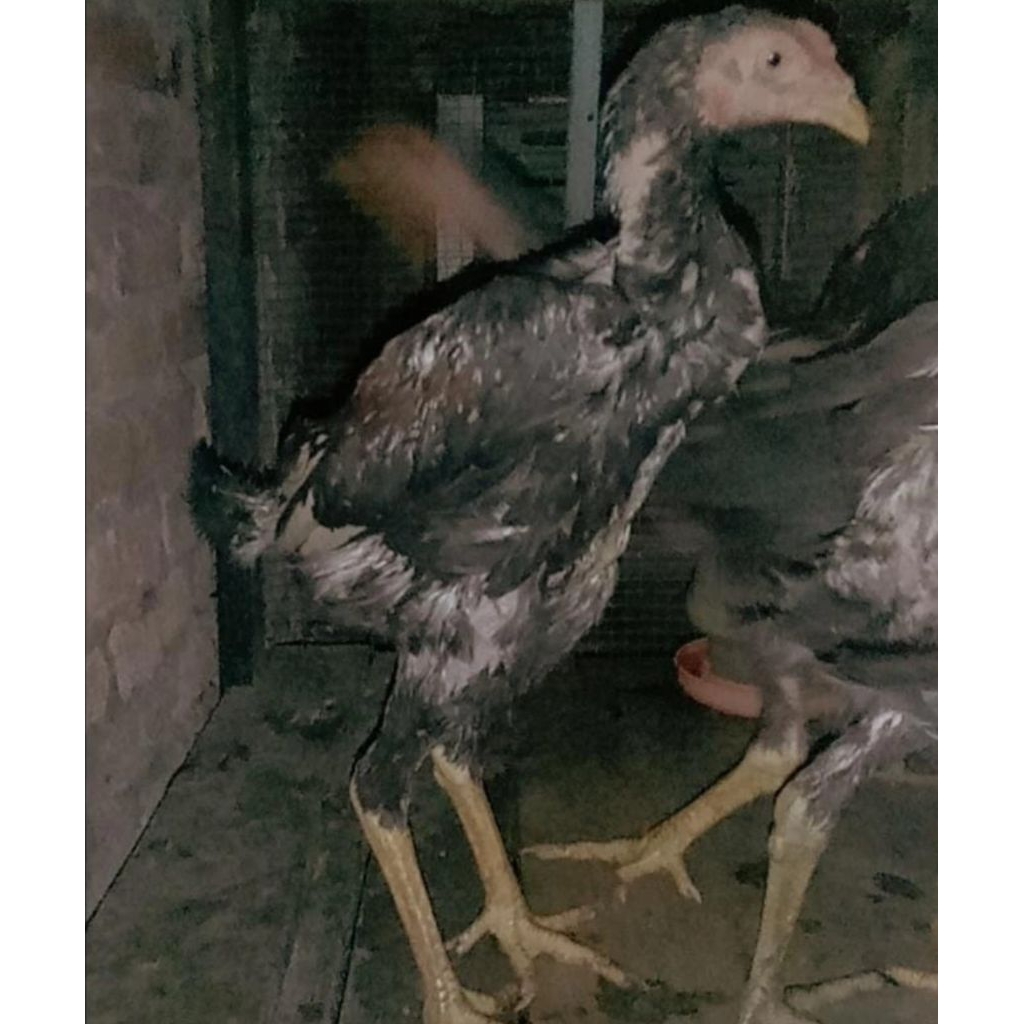 DIJUAL AYAM JANTAN JENIS BK MANGON USIA 5/+BULAN