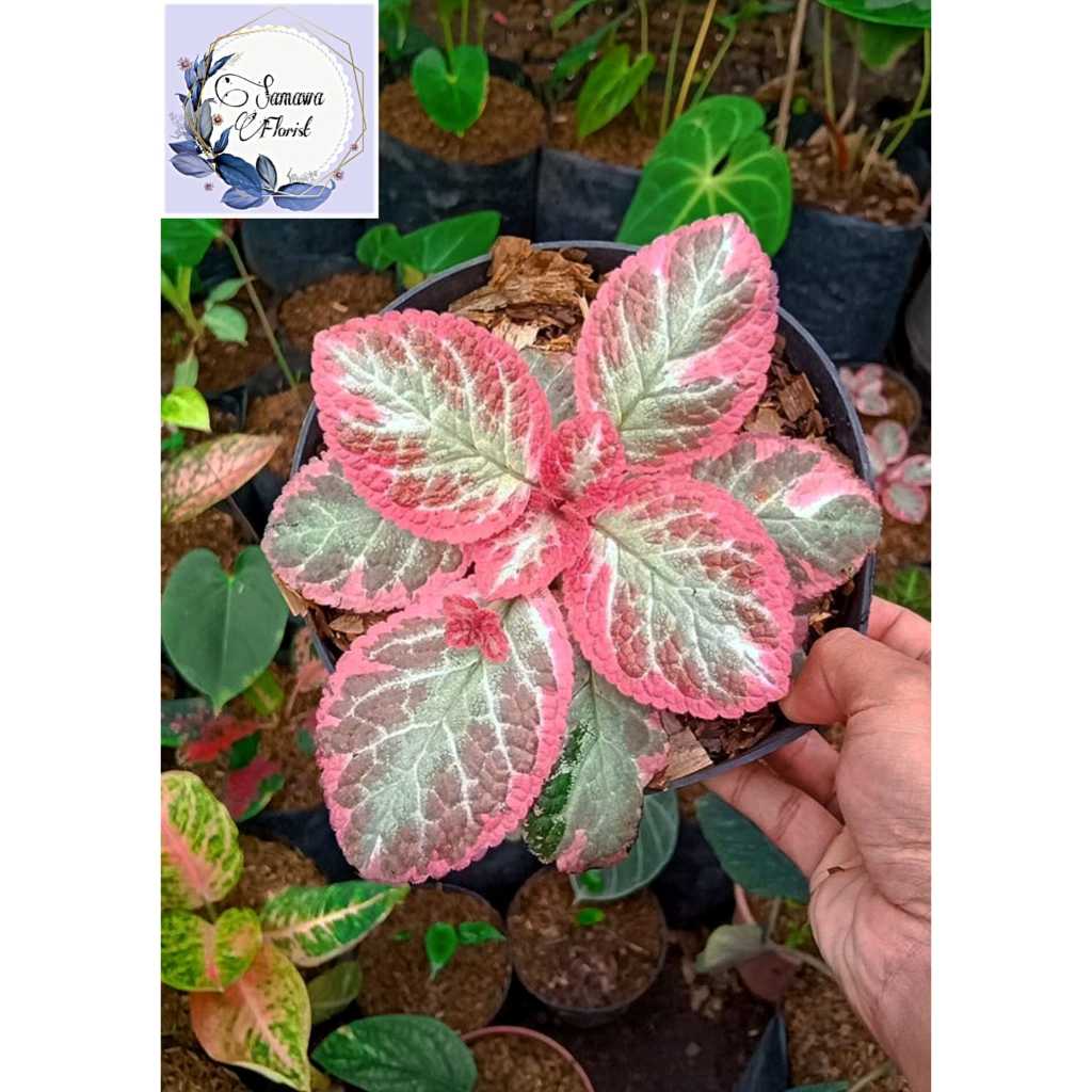 Episcia Cleopatra