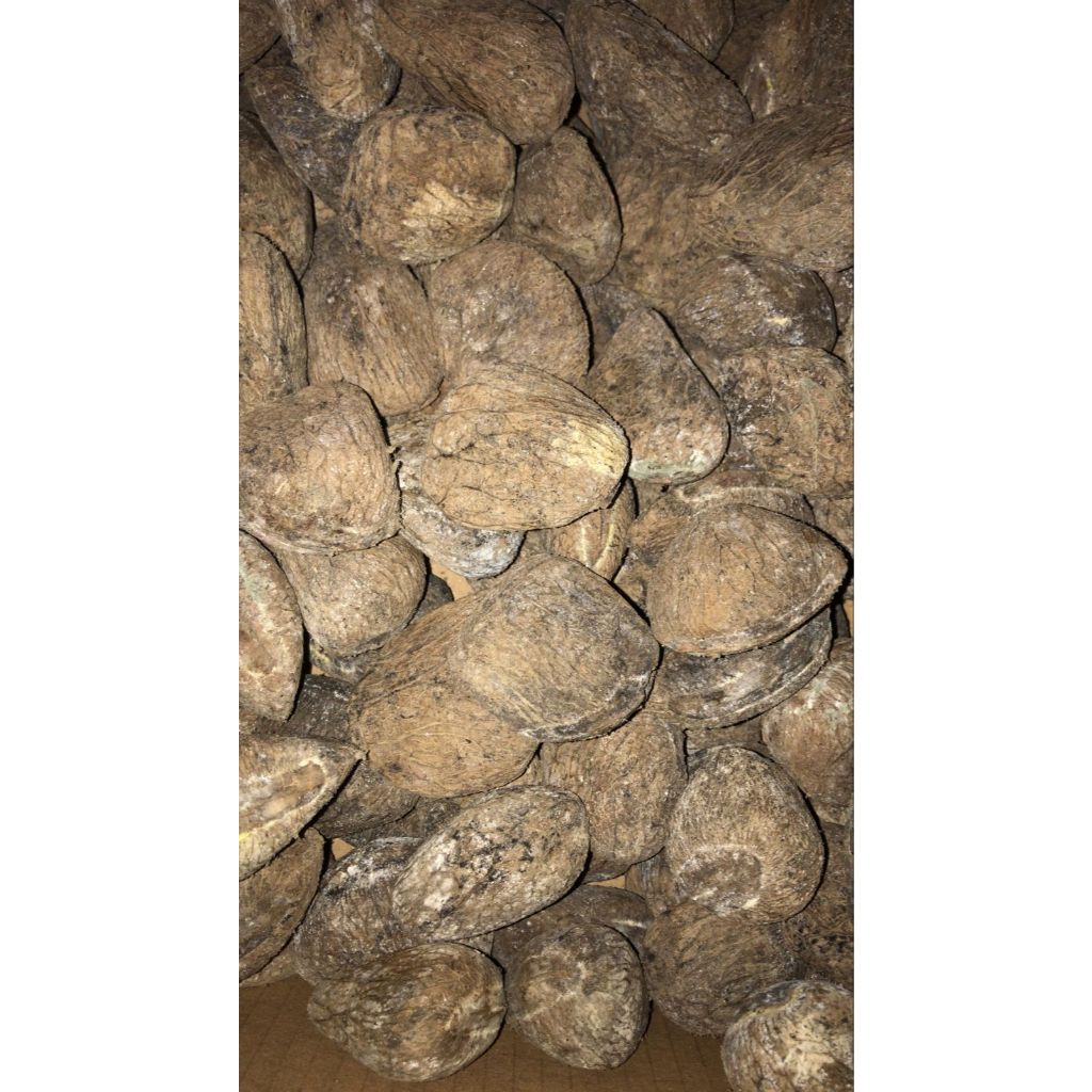 

KLUWEK KERING PREMIUM 1KG-BIJI KLUWEK KERING UNTUK RAWON & MASAKAN TRADISIONAL