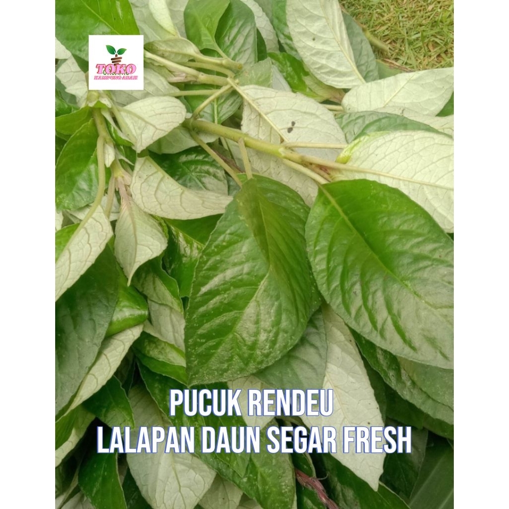 

daun rendeu pucuk muda lalapan