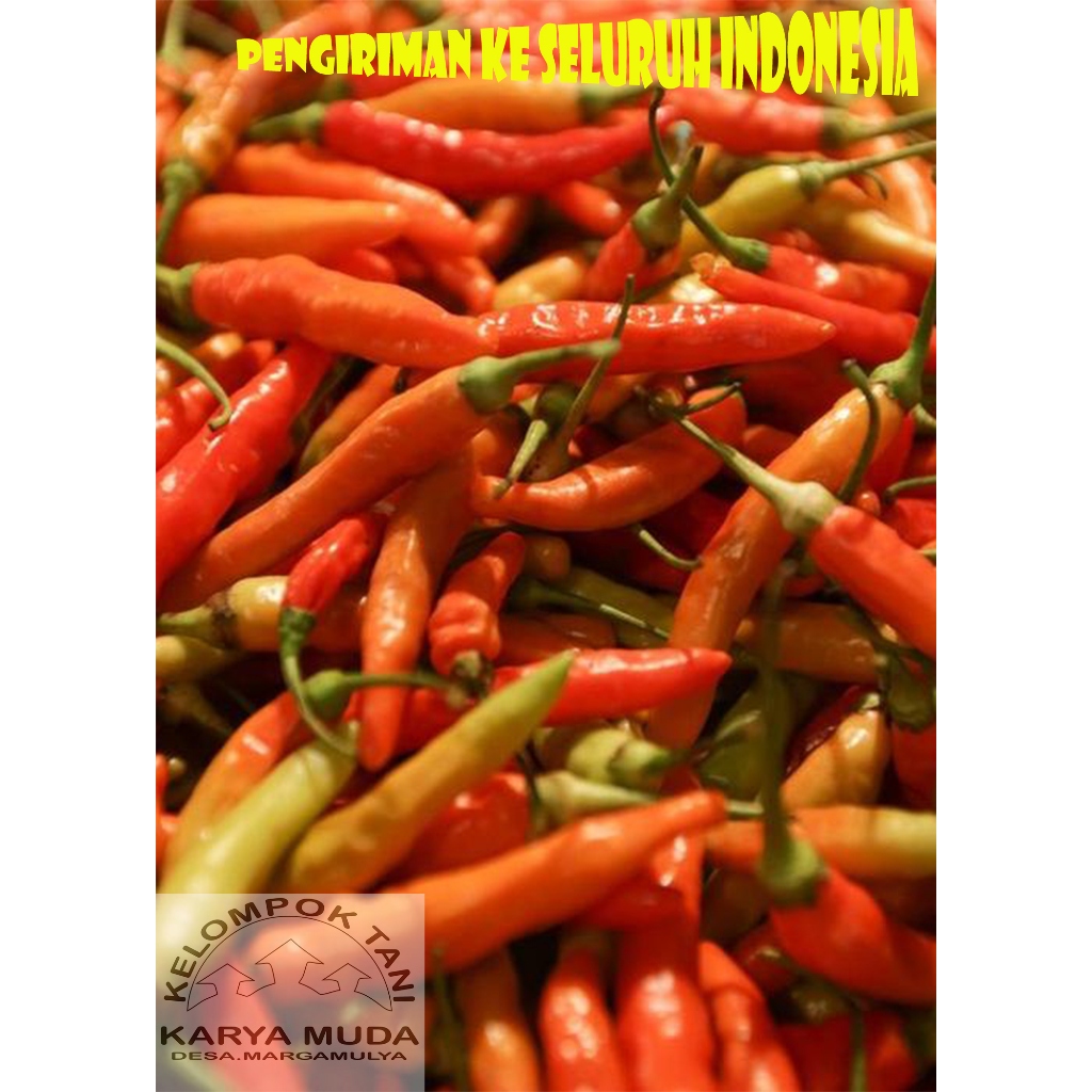 

CABAI RAWIT FRESH CABAI RAWIT,CENGEK PEDAS CABAI ORGANIK