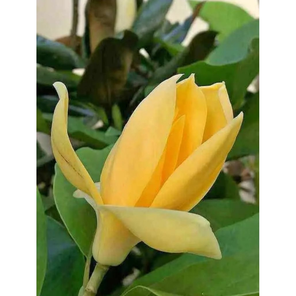 Bibit Kembang Kantil