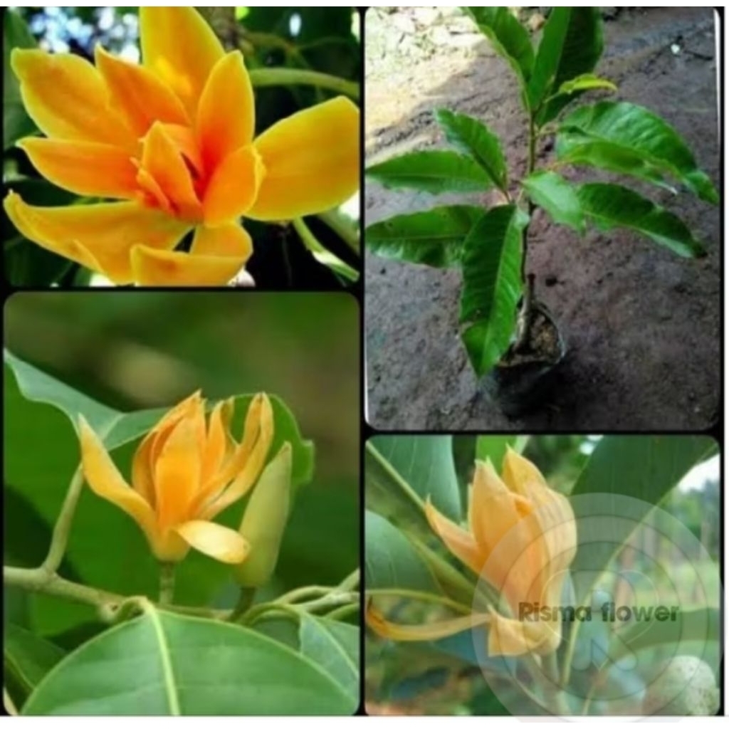 POHON BUNGA KANTIL KUNING / TANAMAN HIAS BUNGA KANTIL KUNING