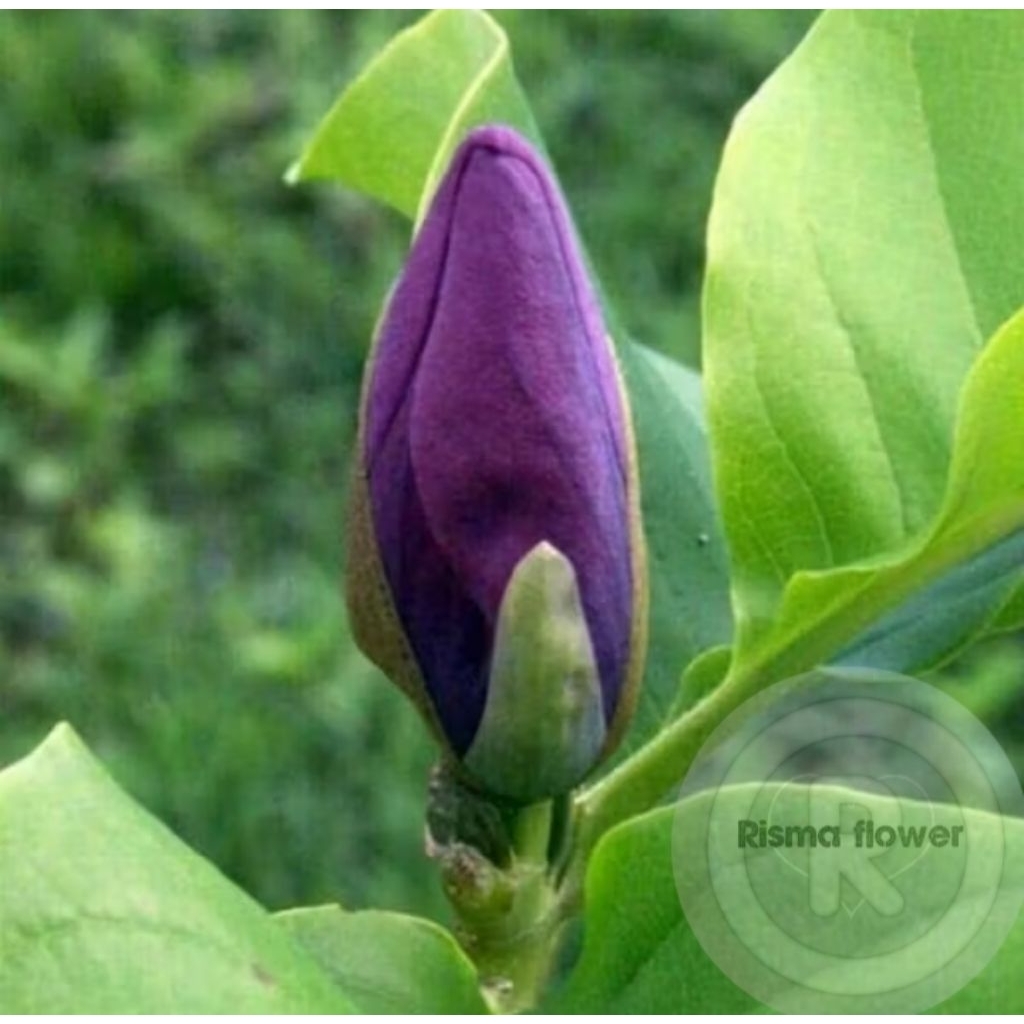 POHON BUNGA KANTIL UNGU / TANAMAN HIAS BUNGA KANTIL UNGU