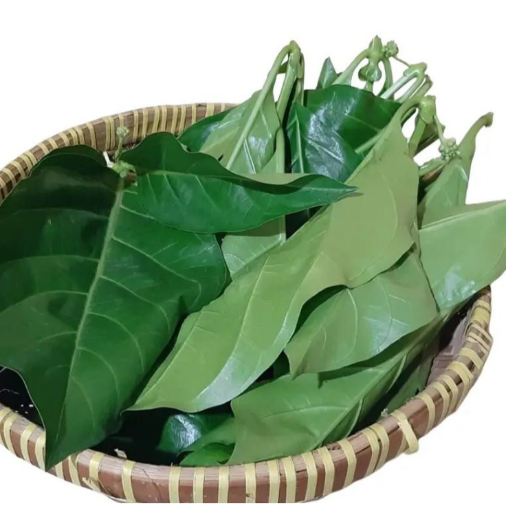 

1 kg Daun Mengkudu Segar / 500 gram Daun Cangkudu (PACE)
