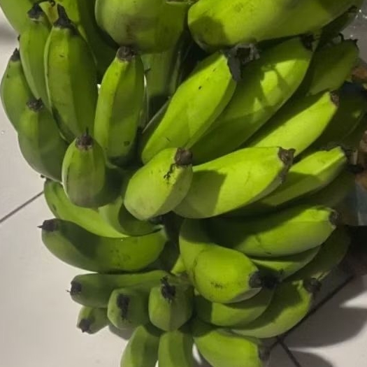 

Buah Pisang Mentah J ER PB Pisang Bangkaulu