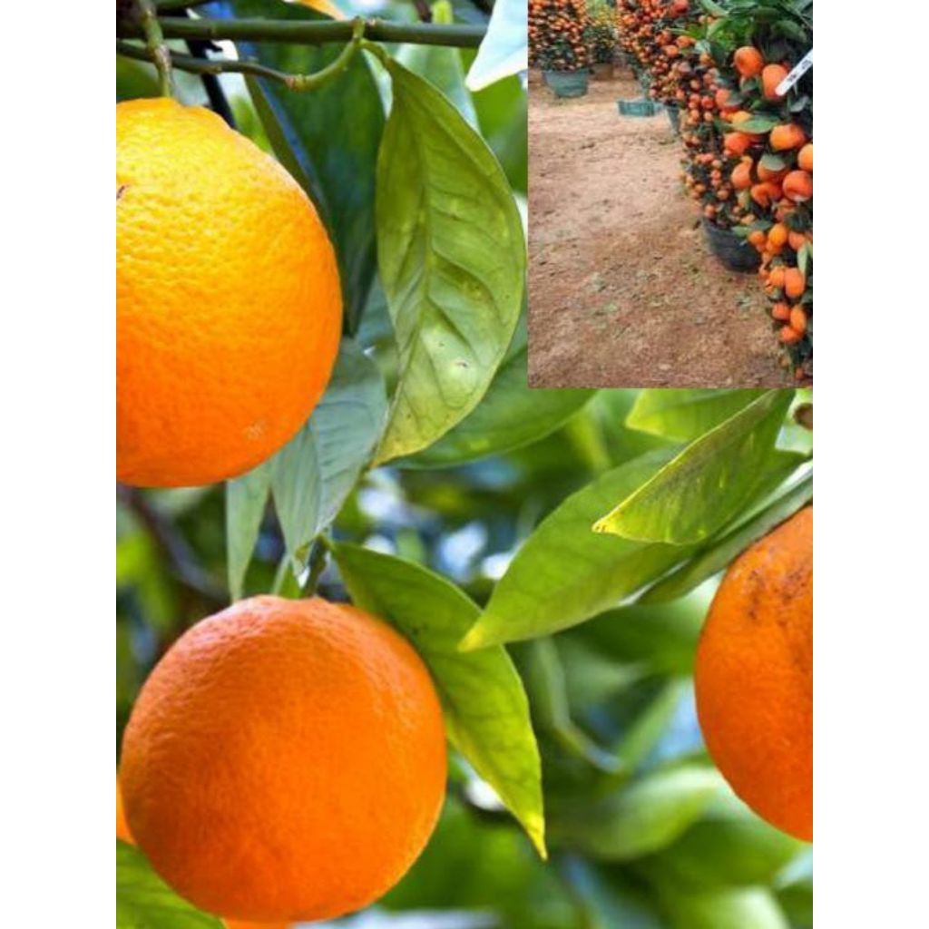 

bibit jeruk sunkist kondisi berbunga/ berbuah