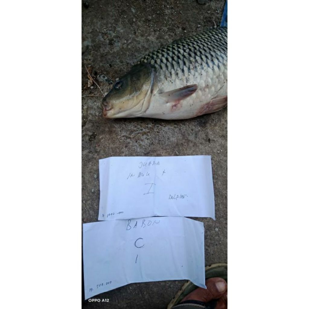 Biang Essen Ikan mas Khusus Indukan