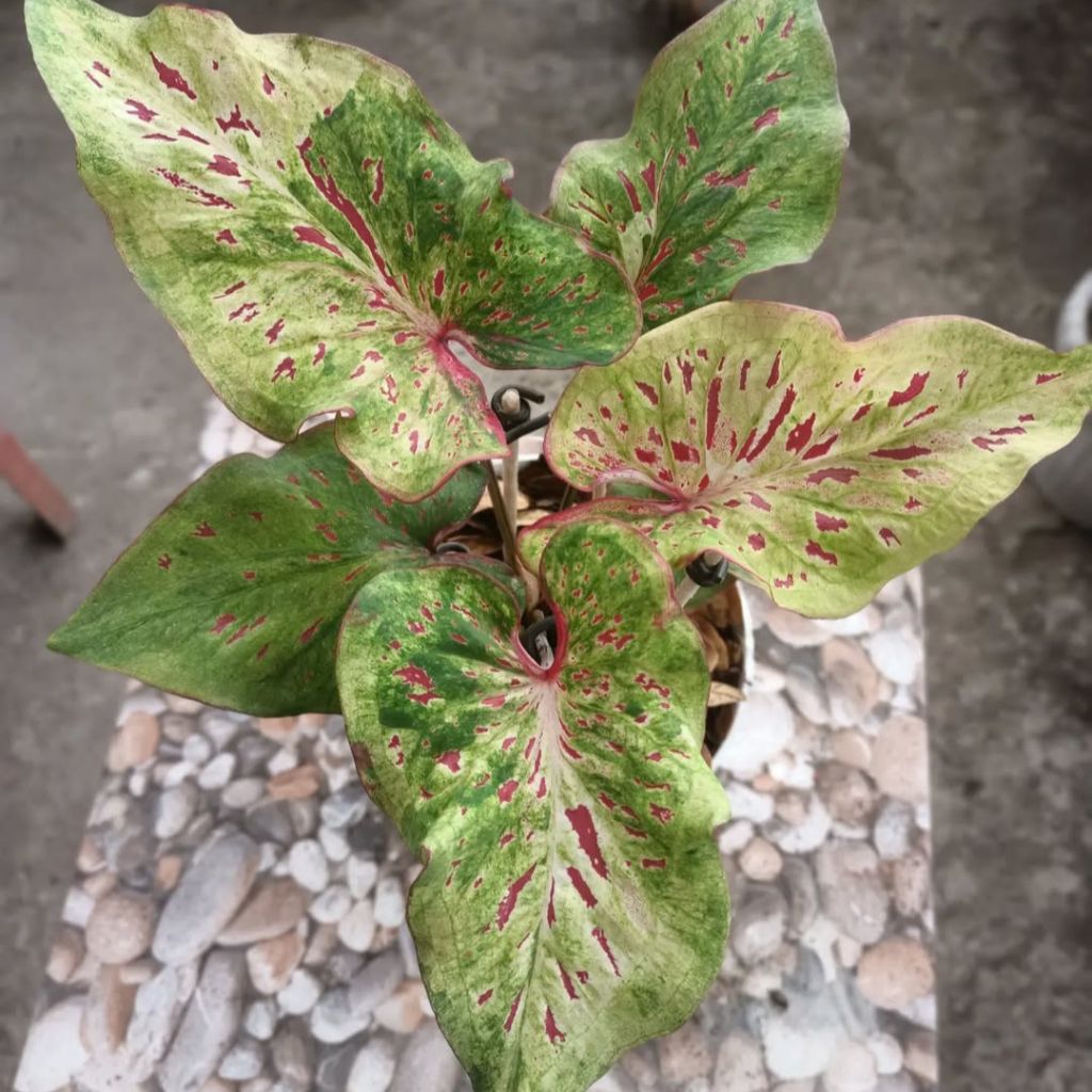 bibit tanaman hias(lumbu hias)