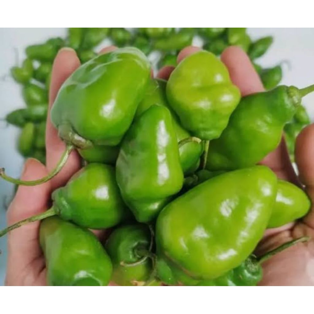 

250Gr Cabe GENDOT MURAH DAN SEGAR