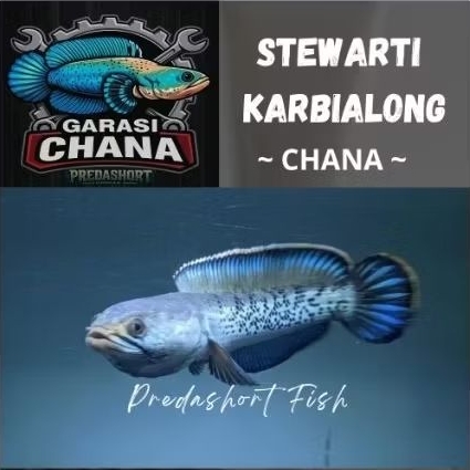 chana stewarti karbialong bahan berkualitas bergaransi