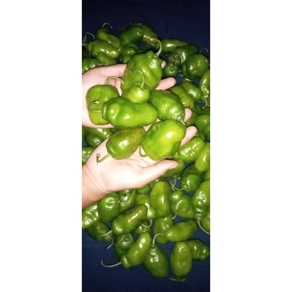 

cabe gendot murah kemasan 700 gram