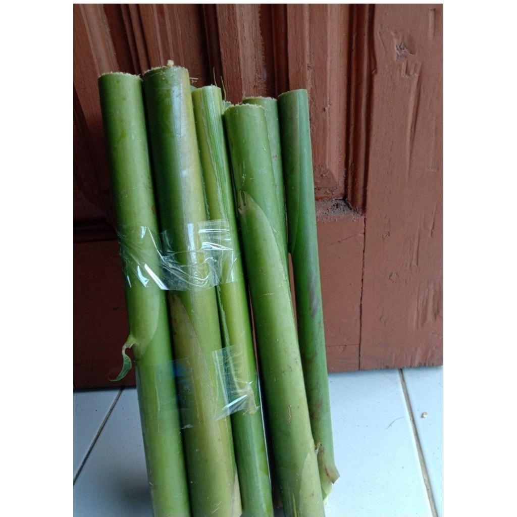 

Batang pohon kecombrang tua 500 gram