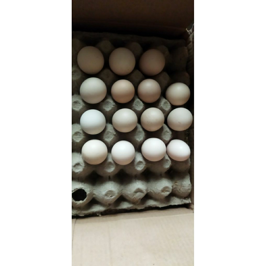 

Telur Fertil Silangan ayam kampung modern, kampung petelur unggu, blackpermud