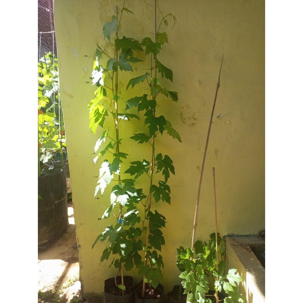 Bibit anggur Stek / ownroot Ninel