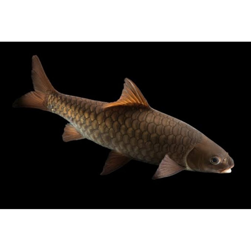 

Stiker Tor Douronensis