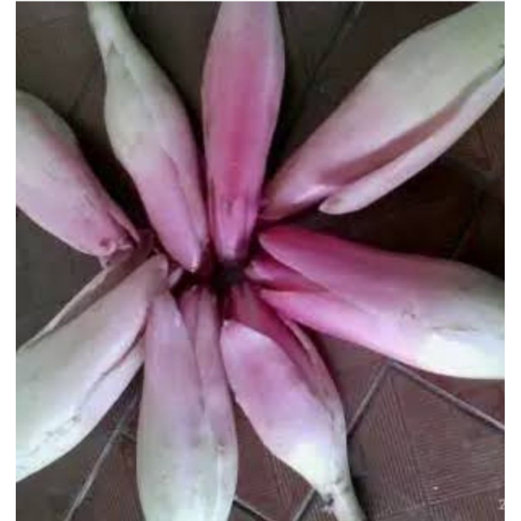 

Jual bunga kecomrang ataw boros honje 500 grm