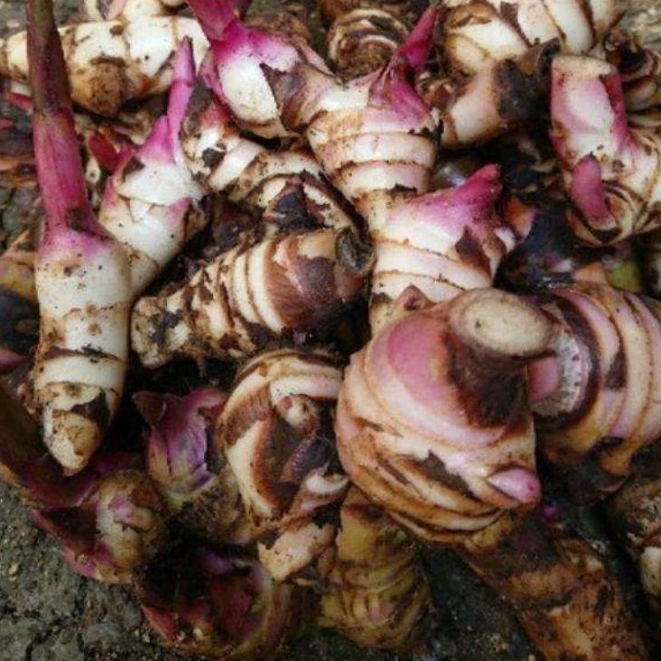 

Umbi ganyong merah segar paket 500 gram