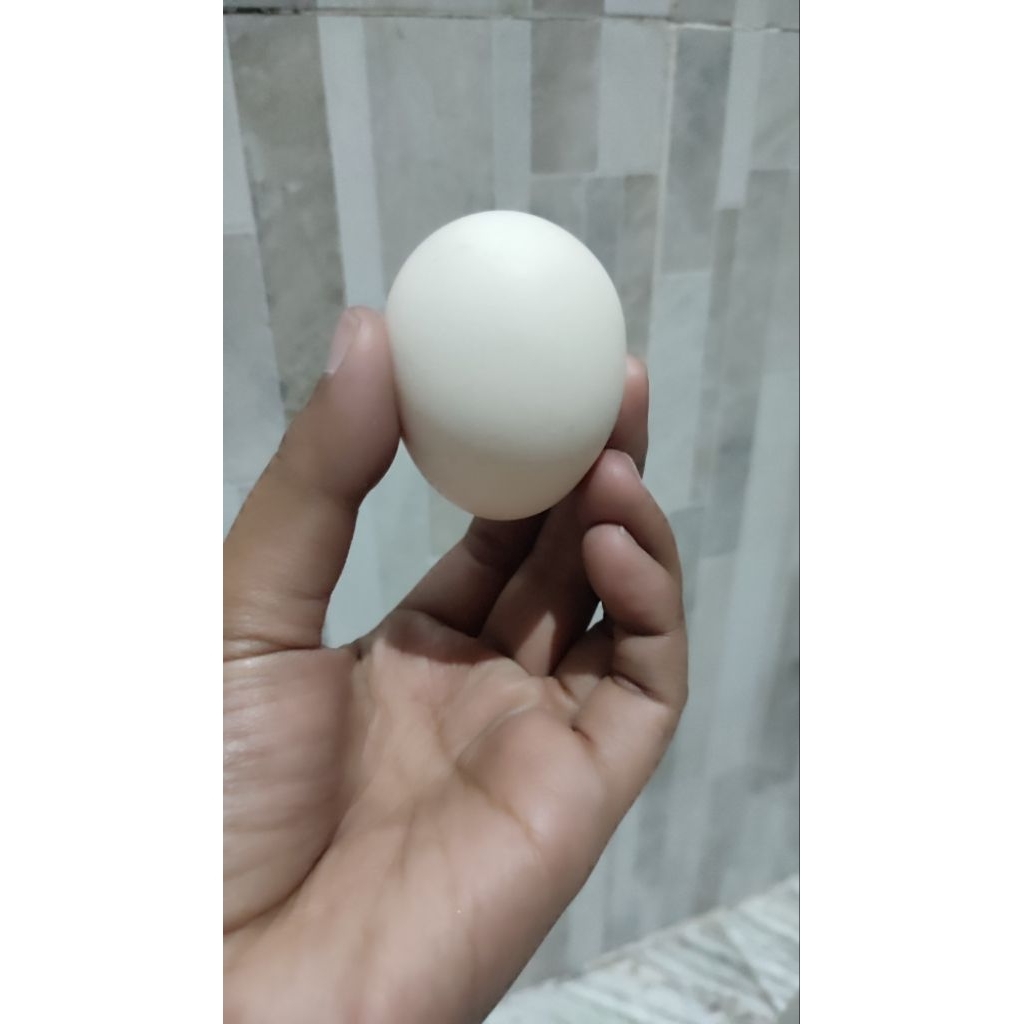 

PAKET TELUR AYAM KAMPUNG OMEGA 10 BUTIR FRESH DARI PETERNAKAN