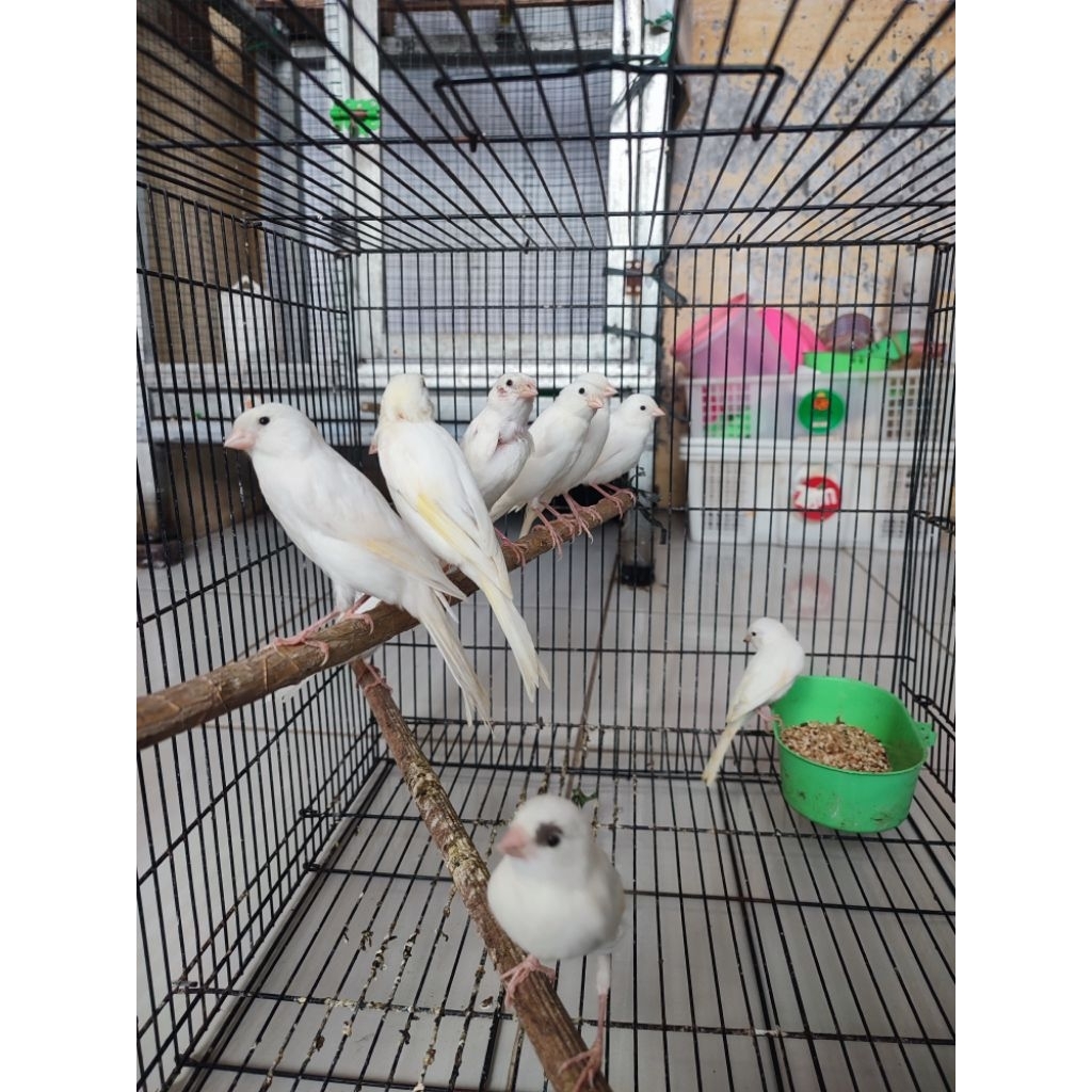 burung kenari putih bahan jamin jantan