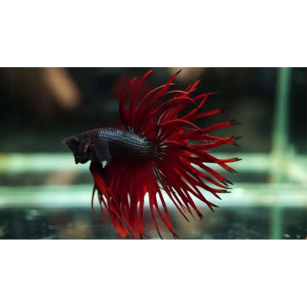 CUPANG CROWNTAIL/SERIT